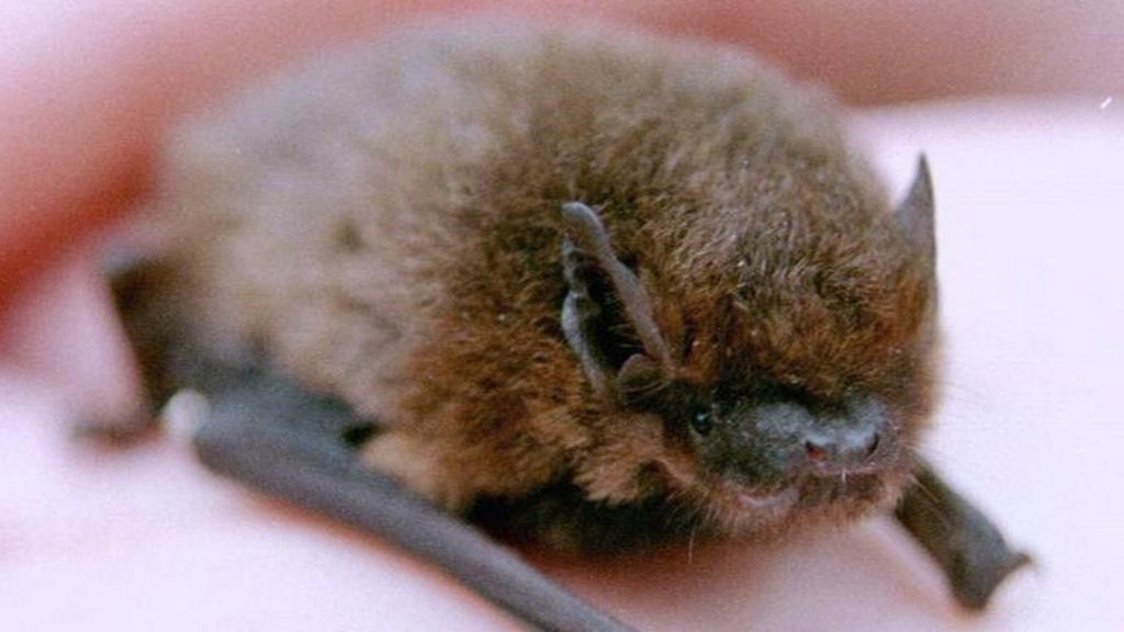 Dead bats found under Shrewsbury rail bridge BBC News