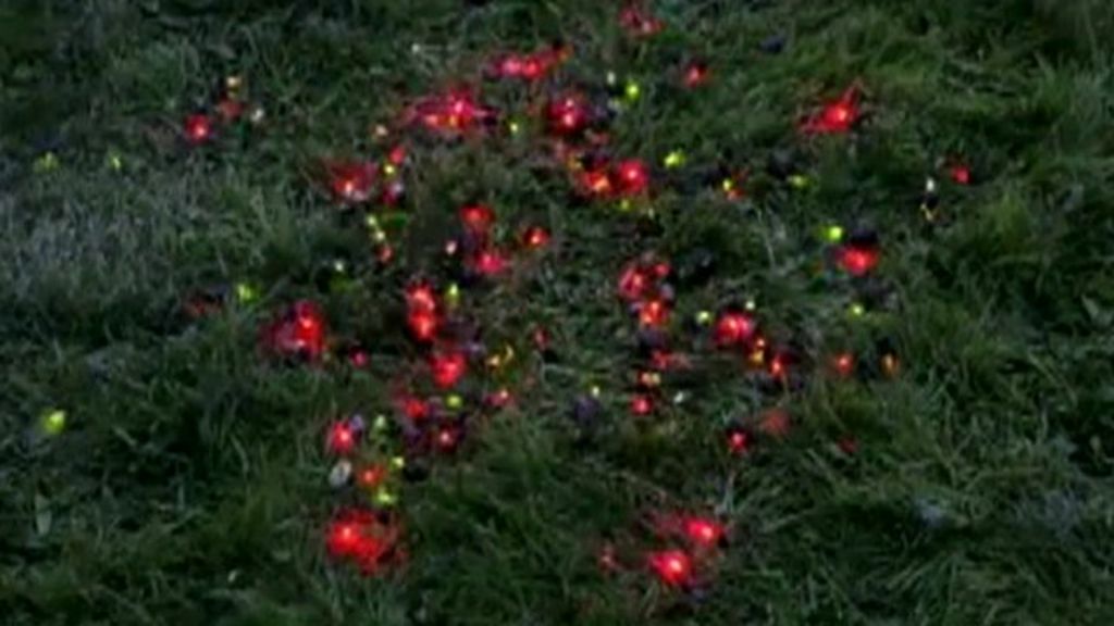 Fast moving snails spread deadly dog disease across UK BBC News