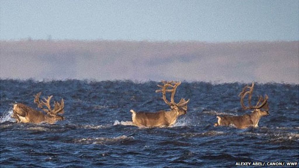 Russia's Arctic: Taimyr Peninsula - BBC News