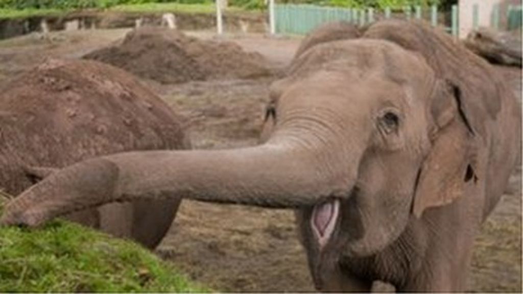 Belfast Zoo's oldest Asian elephant, Jenny, dies BBC News