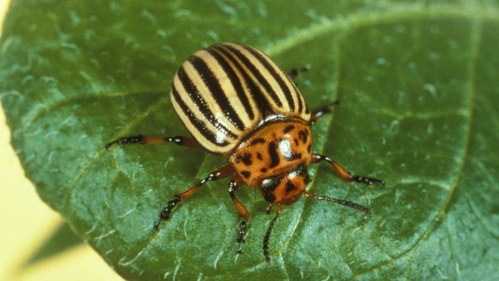 Climate change 'driving spread of crop pests' - BBC News