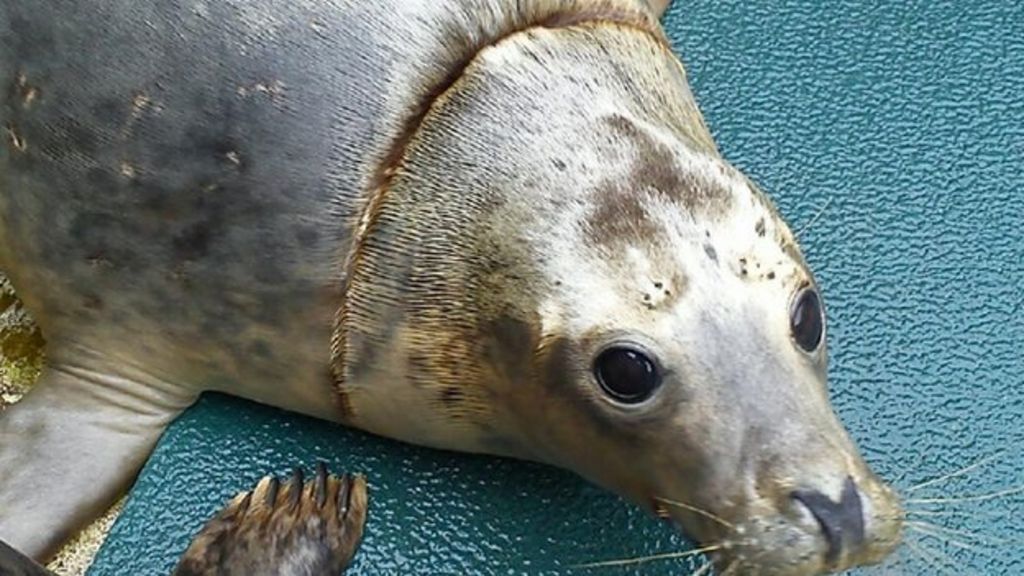 Seal found with neck wound in Felixstowe returns to sea BBC News