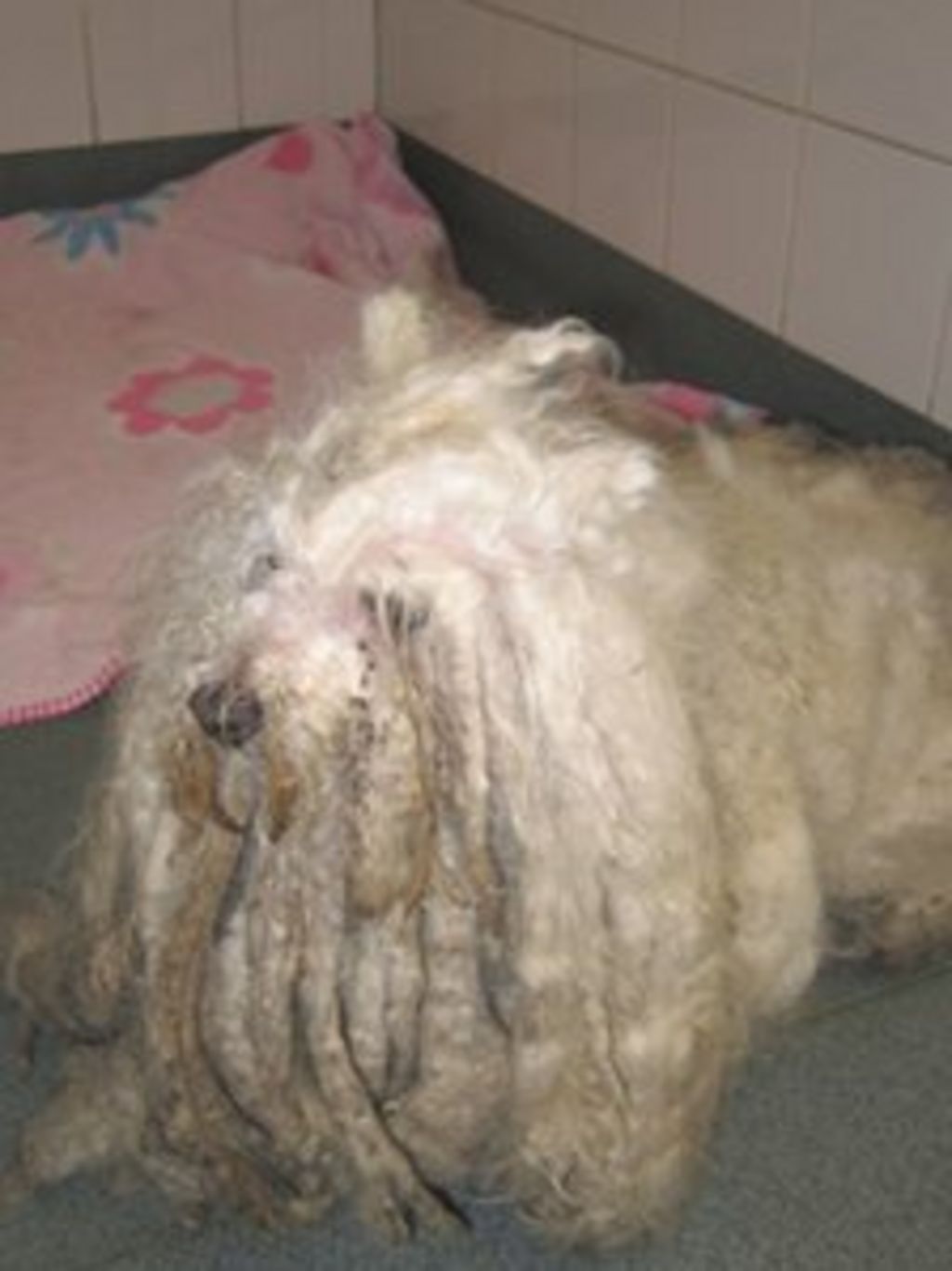 Dog with severely matted coat left in Fife layby BBC News