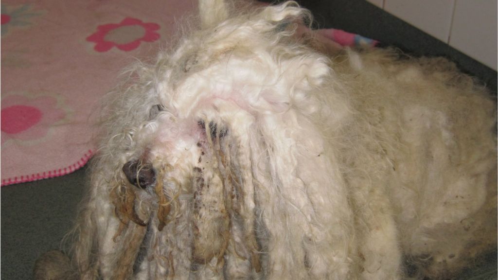 Dog with severely matted coat left in Fife lay-by - BBC News