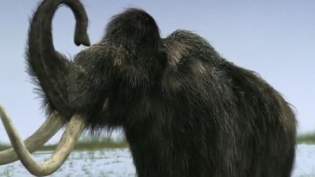 Climate Change Killed Off Mammoths Bbc News