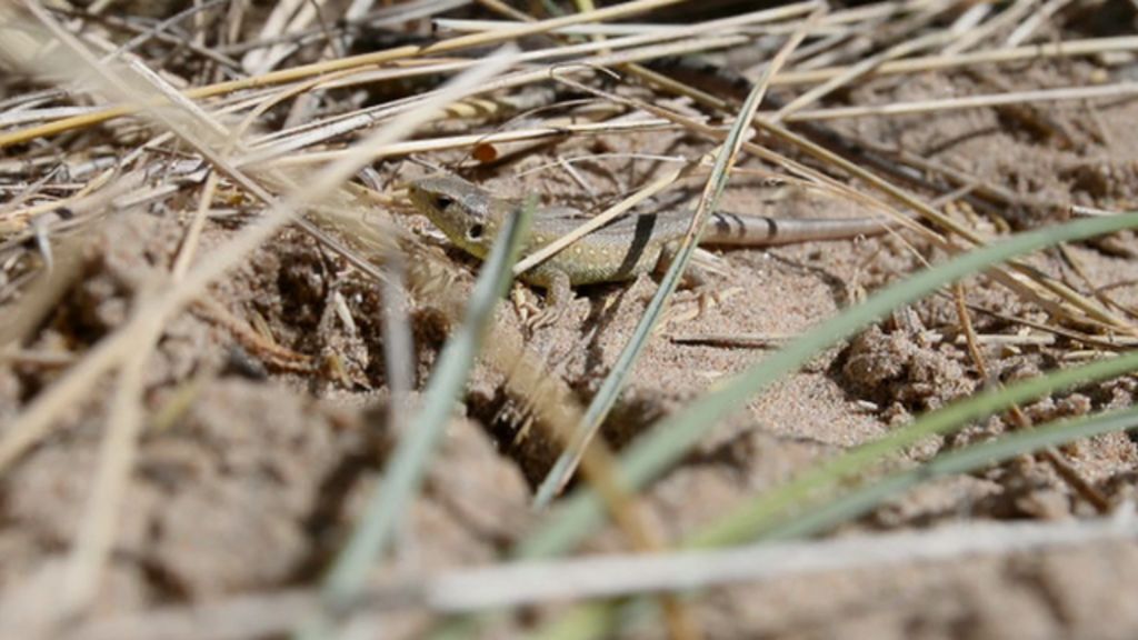 Sand lizards released on Dee Estuary in Chester Zoo conservation work