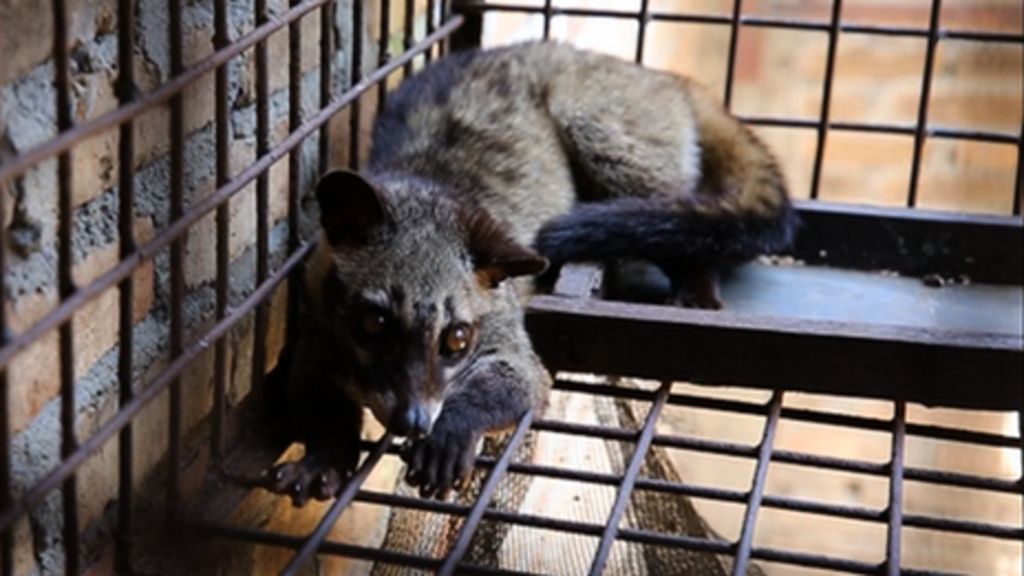 civet-cat-coffee-s-animal-cruelty-secrets-bbc-news