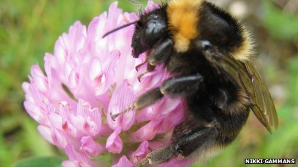 Short Haired Bumblebee Nests In Dungeness Bbc News