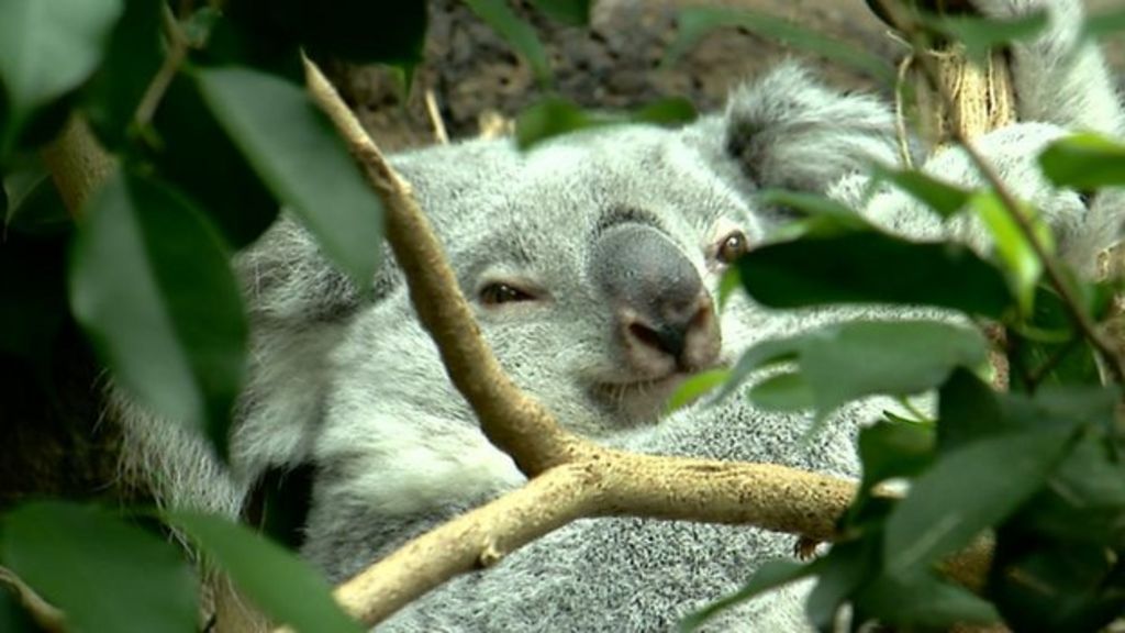 Edinburgh Zoo has first UK koala birth - BBC News