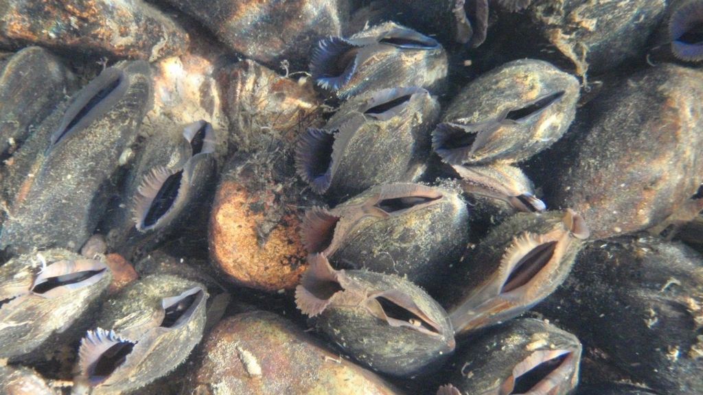 Cumbria freshwater rare mussels fish hope BBC News