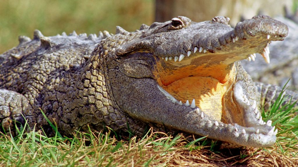 Belize: Police 'trained to handle crocodiles' - BBC News