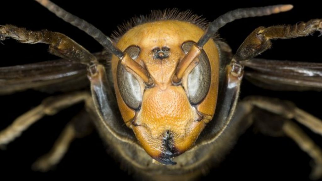 kill 41 since July in Chinese province BBC News