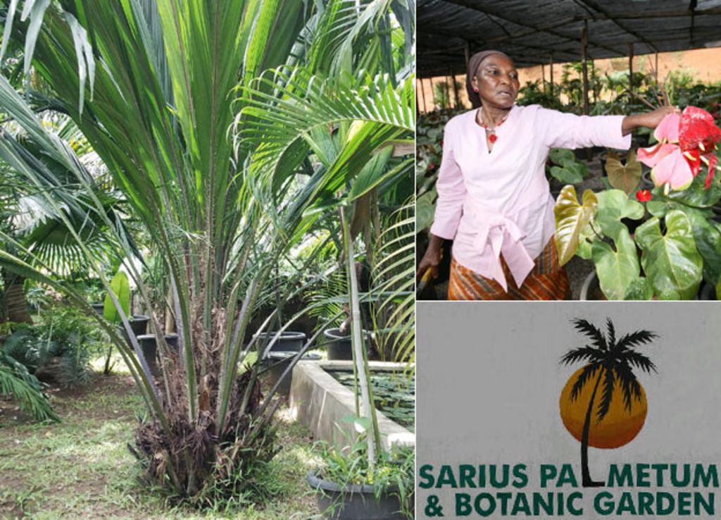 One woman's mission to save Nigeria's palms BBC News