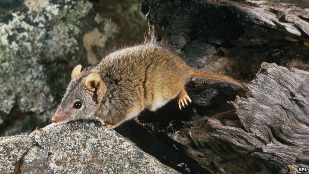 Sex Is Matter Of Life Then Death For Male Marsupials Bbc News