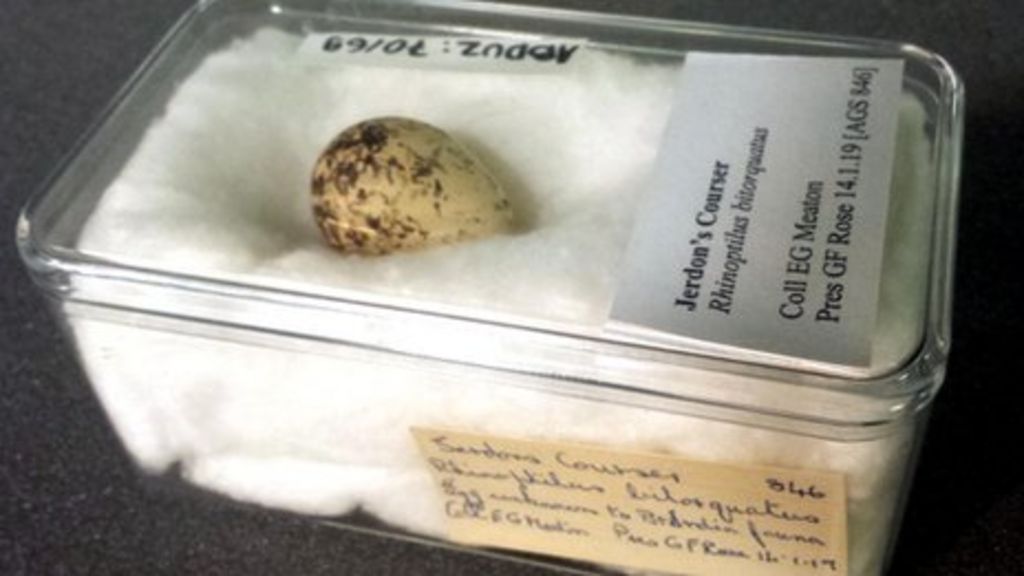 Rare Jerdon's Courser egg discovered at University of Aberdeen BBC News