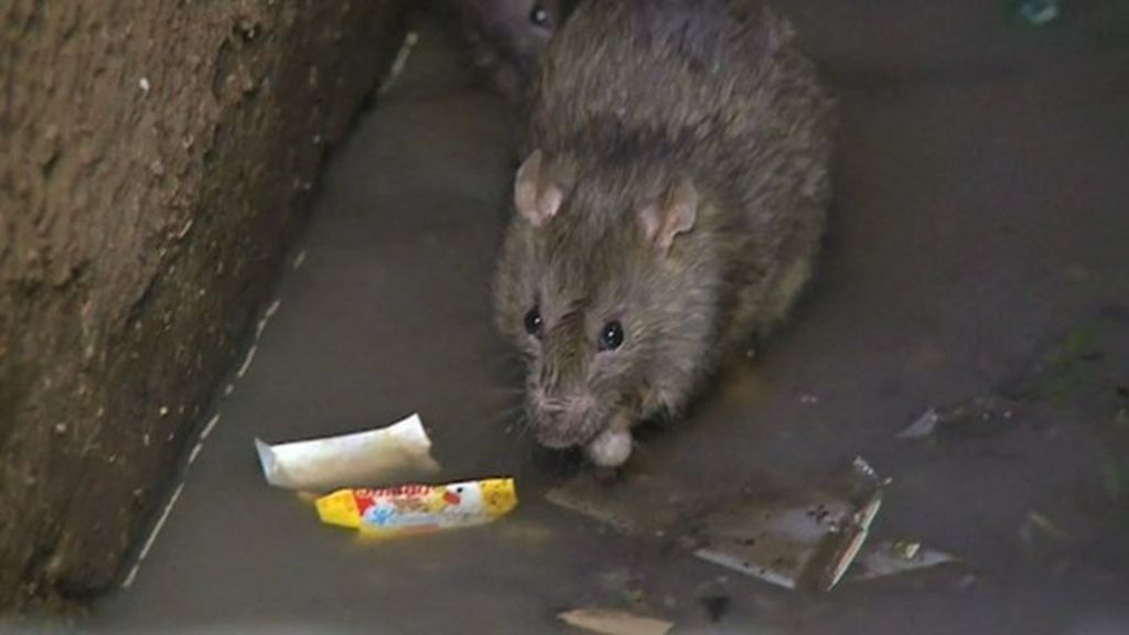 Madagascar village 'hit by bubonic plague' - BBC News