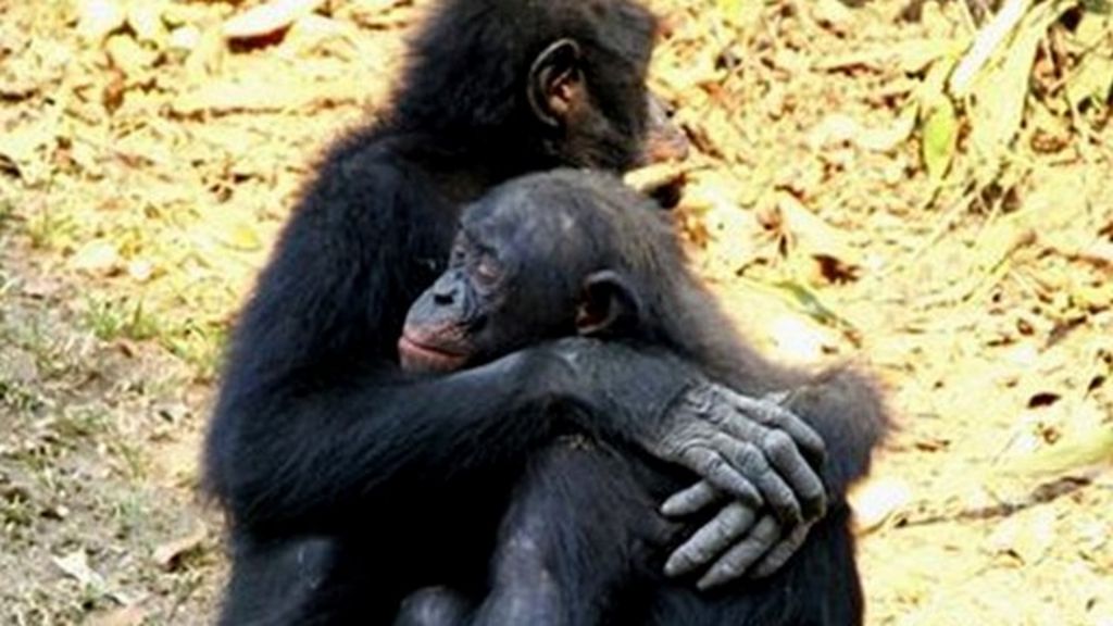 Apes comfort each other 'like humans' - BBC News