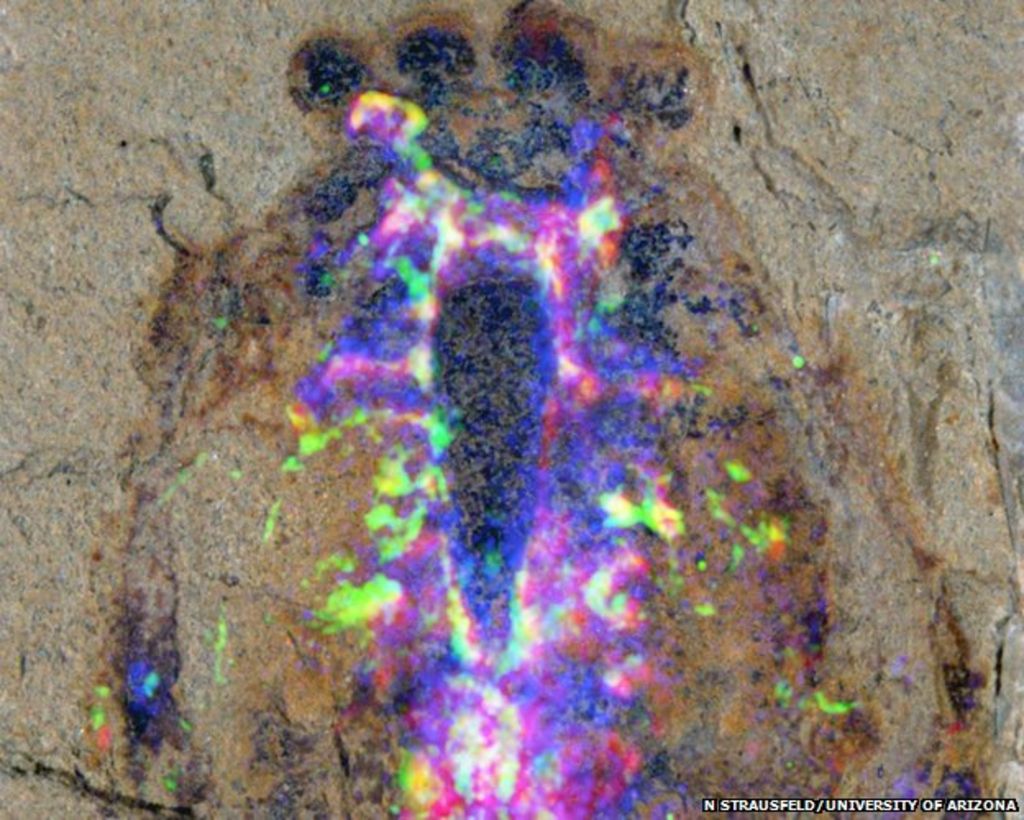 Jaw Dropping Discovery The Truth About Spider Evolution - 1gpooje