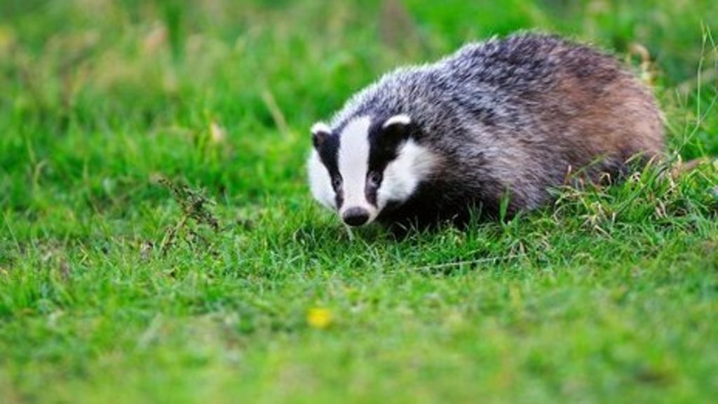 Badger group disruption aids TB flow - BBC News