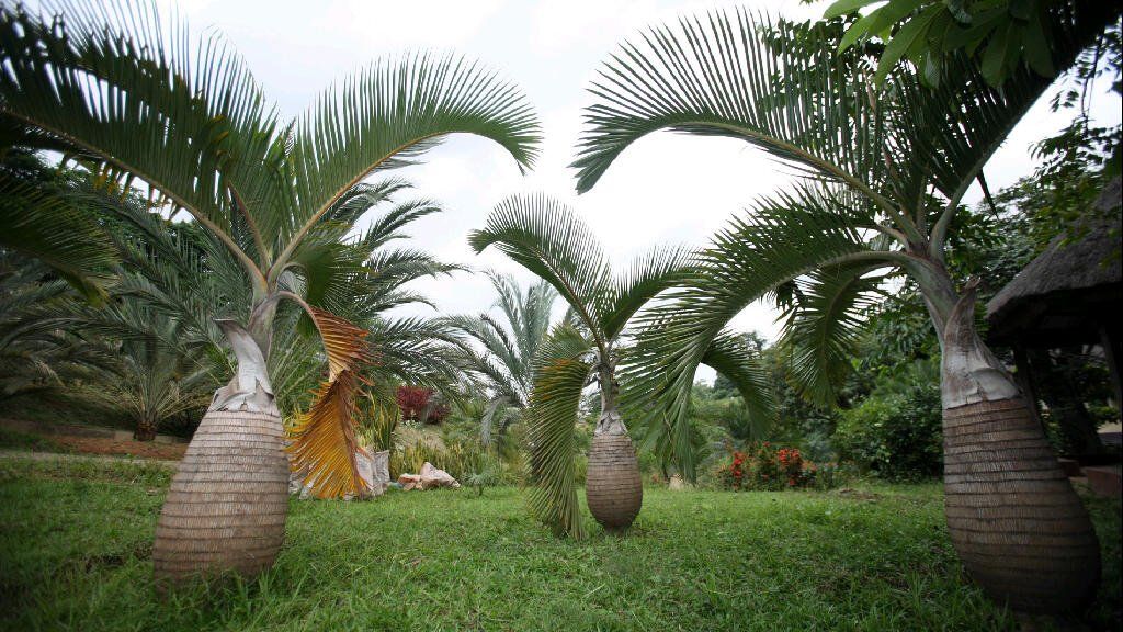 One woman's mission to save Nigeria's palms BBC News
