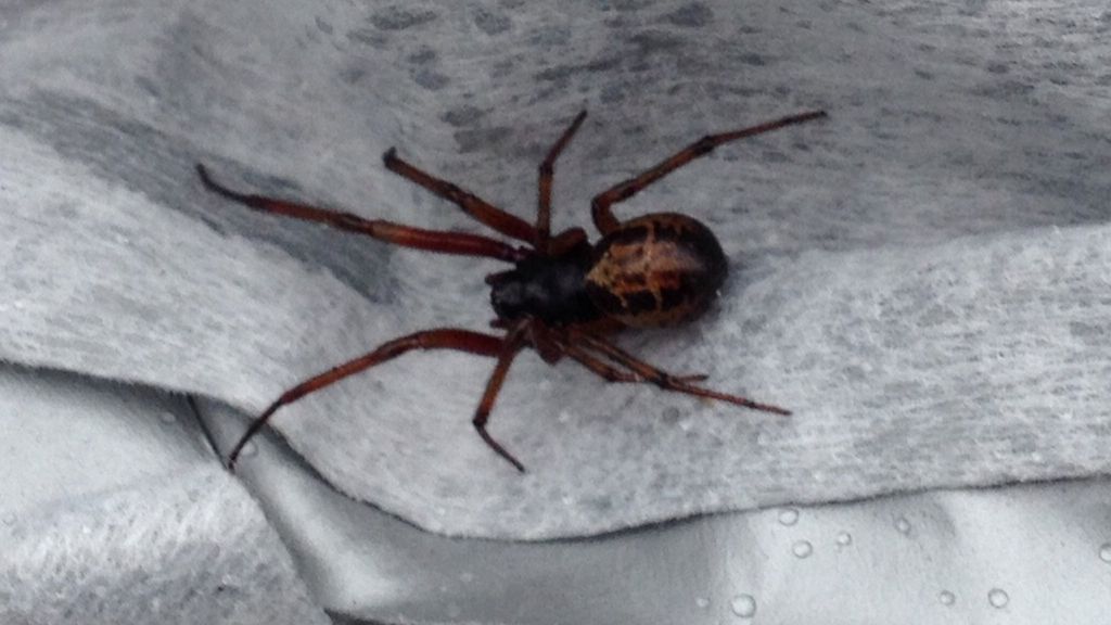 False widow spiders Your pictures BBC News