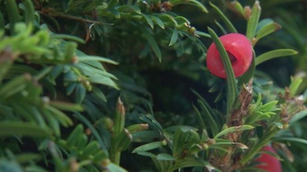 Ben Hines died after ingesting yew tree poison BBC News