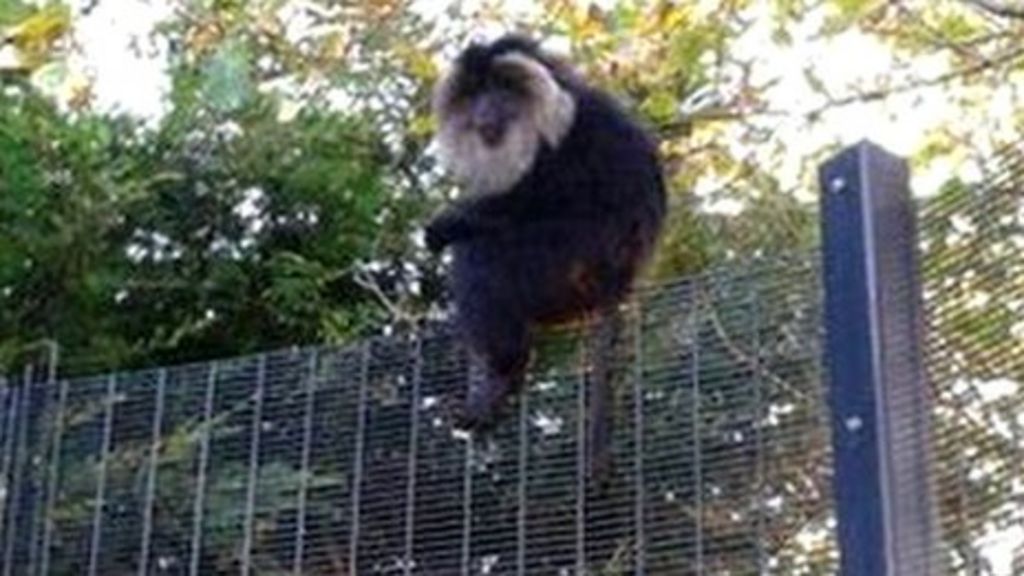 Final escaped macaque monkey returned to Belfast Zoo BBC News