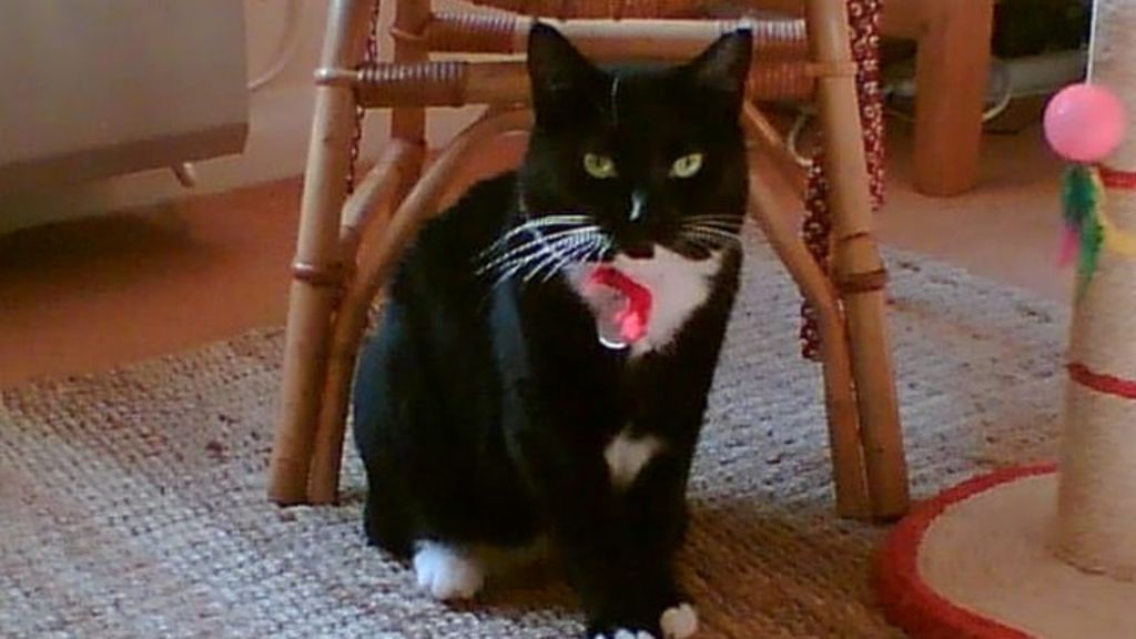 Brighton cat cafe criticised by charity BBC News