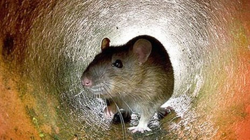 tests-to-reveal-super-rat-levels-in-powys-and-gwynedd-bbc-news