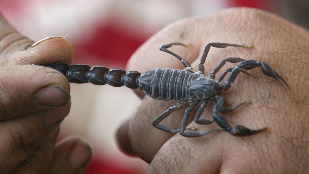 Jamaica: Scorpion stings man in court - BBC News