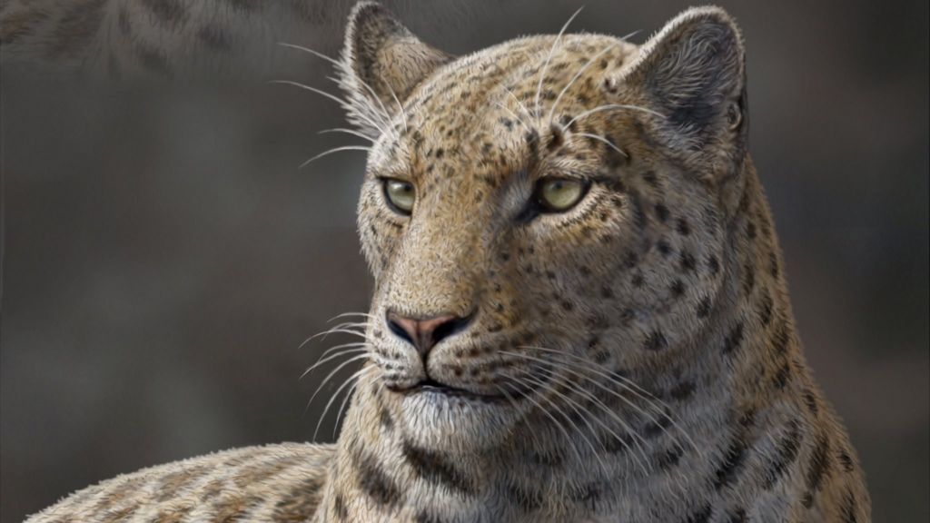 Oldest big cat fossil found in Tibet BBC News