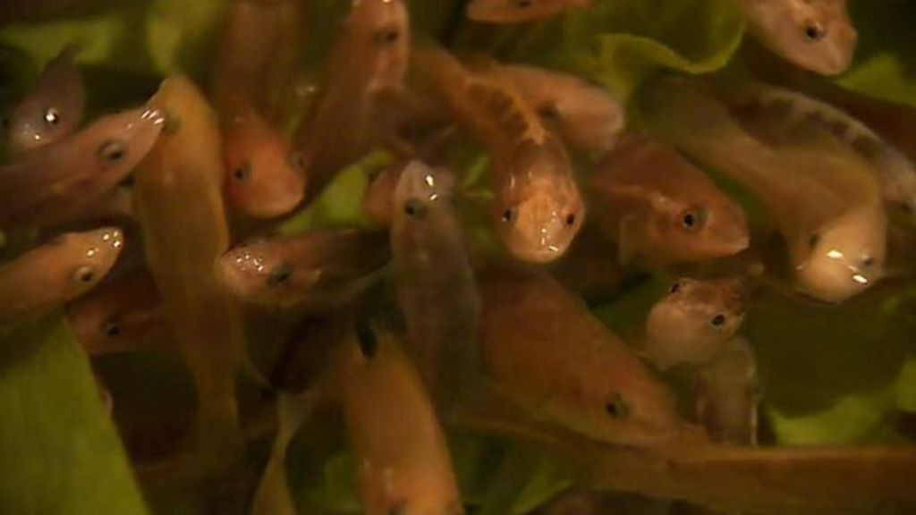 Cleaner Fish Eat Salmon Parasites Bbc News