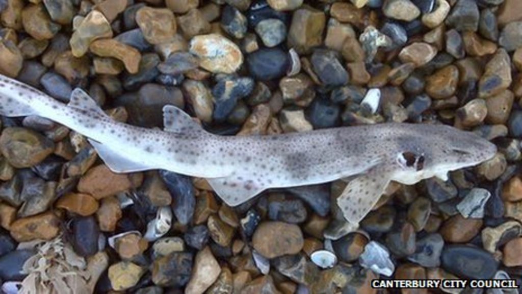 Dogfish sharks washed up along Herne Bay beach - BBC News