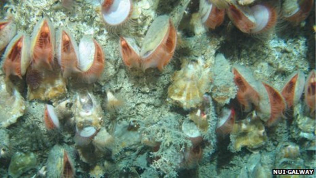 200 year old deep sea oysters found in Irish waters BBC News