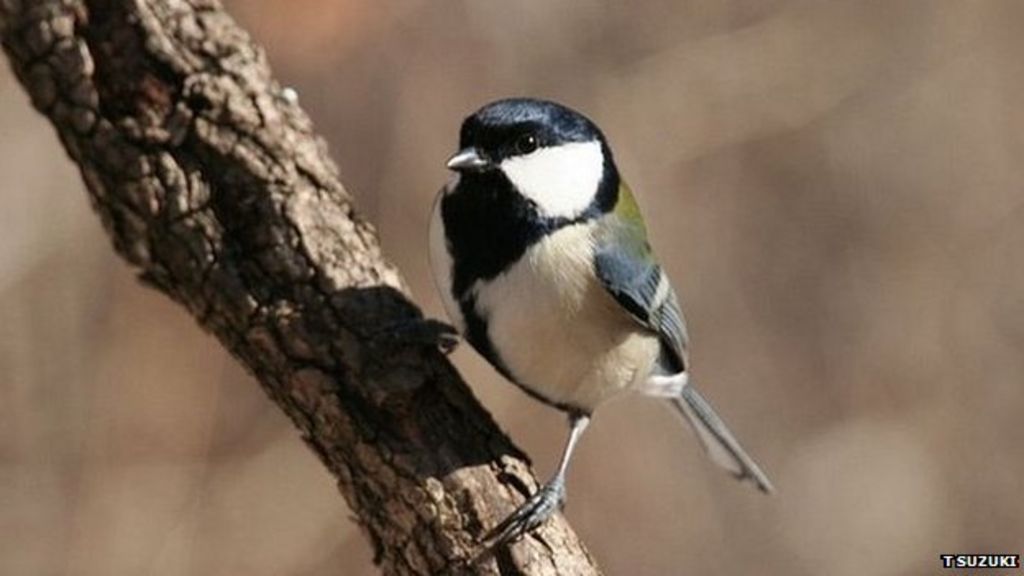 Bird Alarm Great Tits Use Predator Specific Calls Bbc News