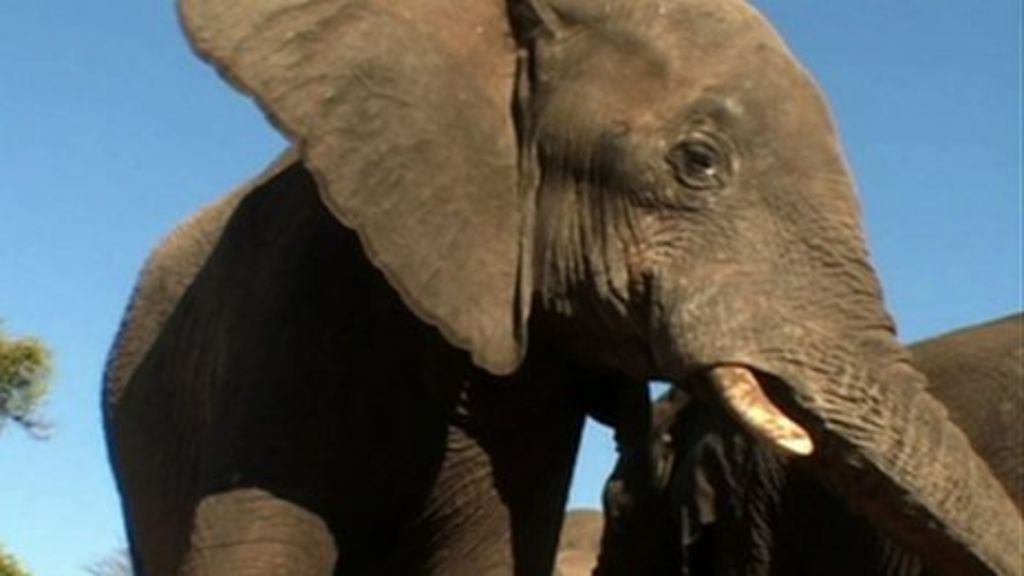 Do elephants grieve like people do? BBC News
