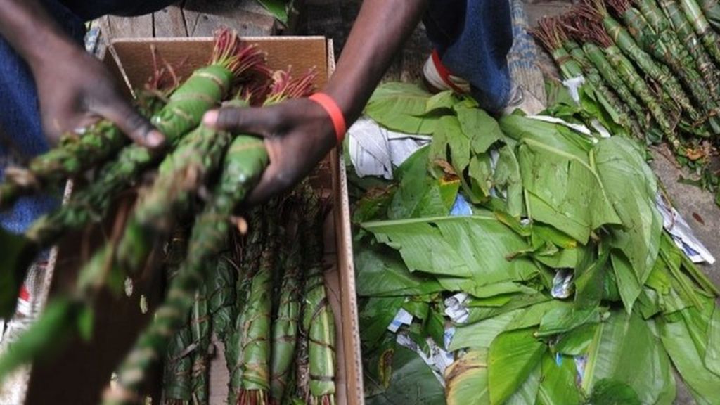 Don't make khat a classC drug, MPs urge government BBC News