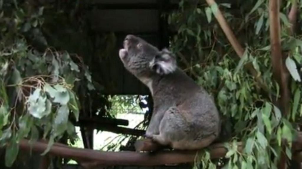 Koalas Bellow With Unique Voice Organ Bbc News
