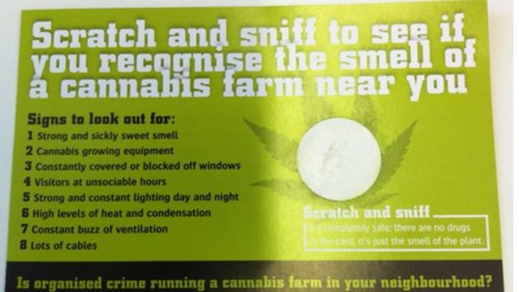 'Cannabis scratch-and-sniff cards' given out by council ...