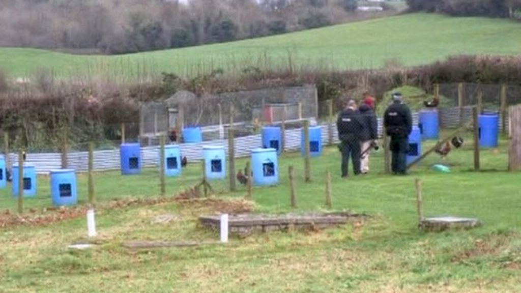 Cock-fighting investigation: Birds seized in County Fermanagh - BBC News