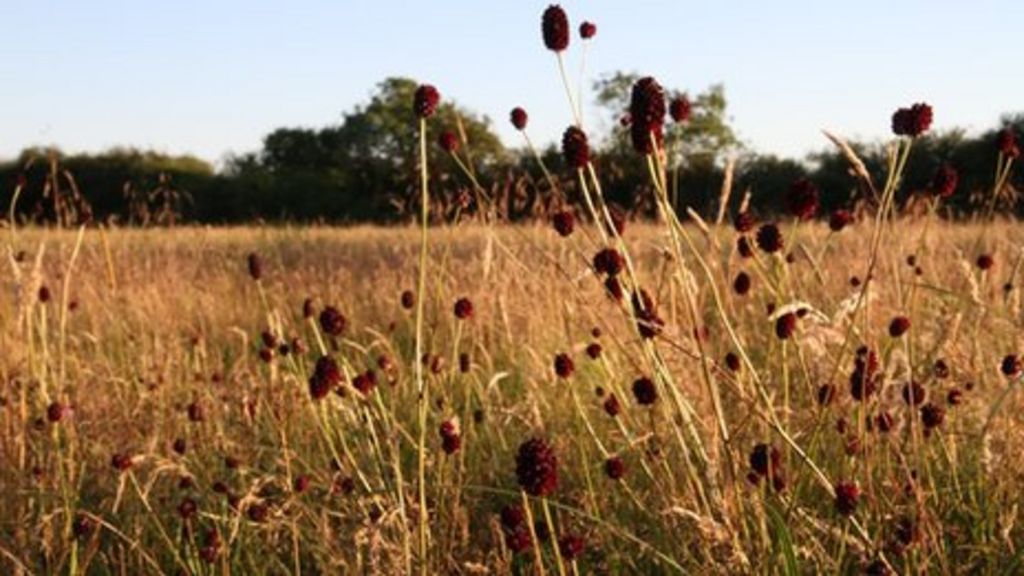 Meadow Farm opens to public following appeal BBC News