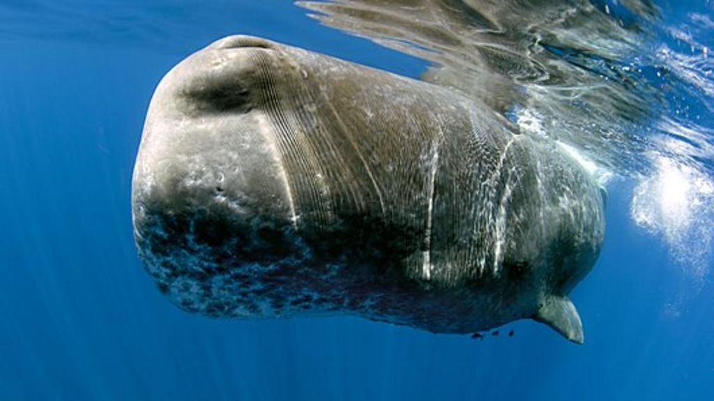 The Real Moby Dick Do Whales Really Attack Humans Bbc News 