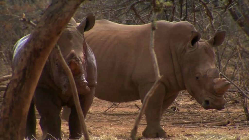 Rhino ranger on the battle against poachers - BBC News