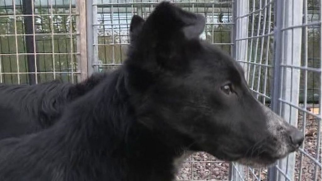 Rescue dogs enjoy G8 treatment BBC News