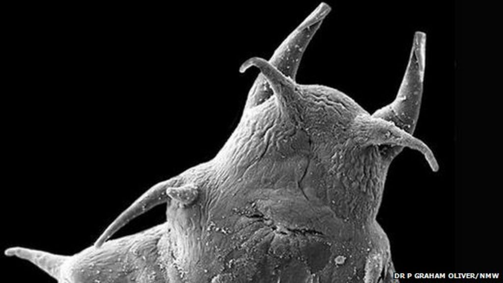 Deep sea creatures 'new to science'