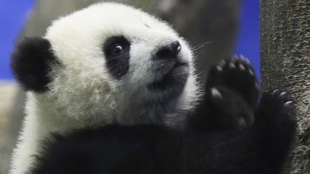 Giant panda cub Yuan Zai unveiled in Taiwan’s Taipei zoo BBC News