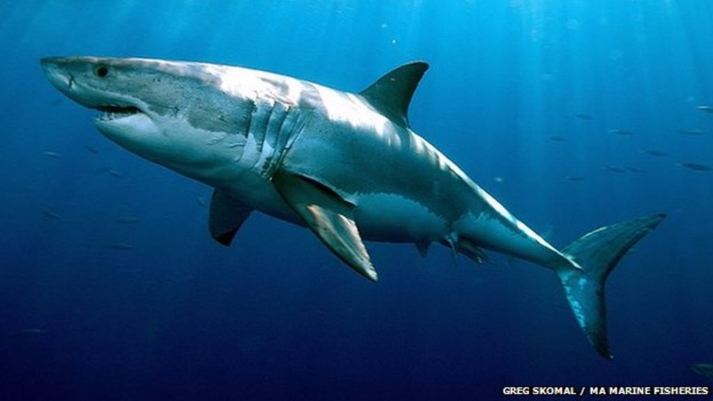 great-white-sharks-live-for-70-years-bbc-news