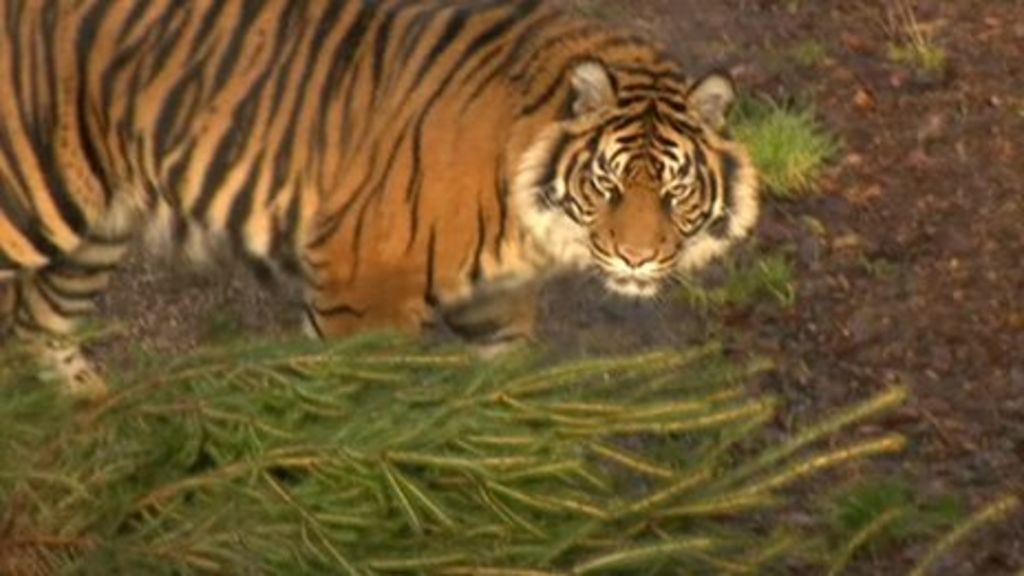 Dudley Zoo animals get Christmas tree treat - BBC News