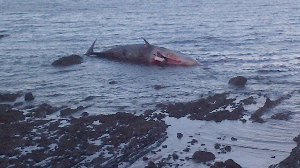Dead sperm whale washed up near Edinburgh beach BBC News