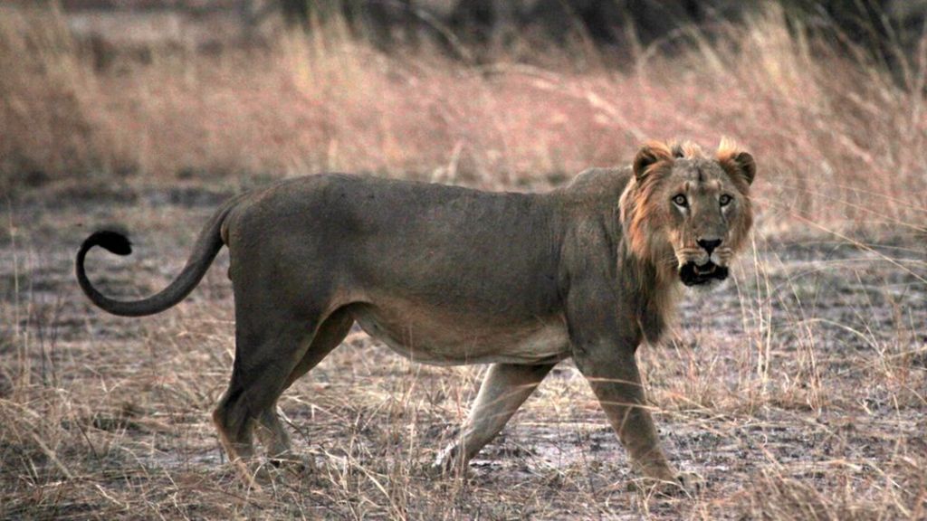 Lions 'Facing Extinction In West Africa' - Bbc News
